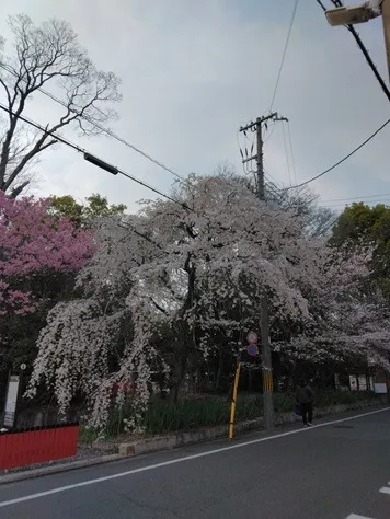 平野神社の桜